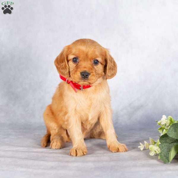 Sherry, Miniature Golden Retriever Puppy